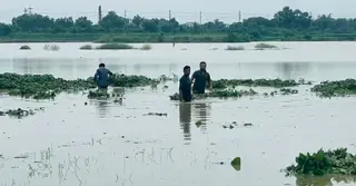 উজানের ঢলে ডুবে গেছে গোমতী চরের ফসলের মাঠ